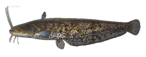 Der
                      Europ�ische Wels